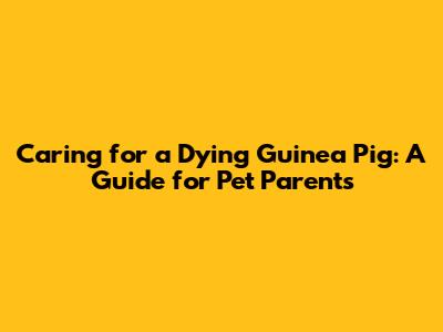 Caring for a Dying Guinea Pig: A Guide for Pet Parents