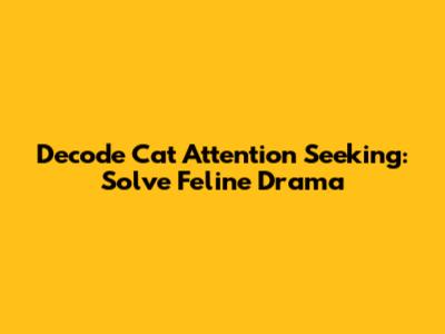 Decode Cat Attention Seeking: Solve Feline Drama