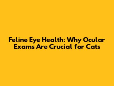 Feline Eye Health: Why Ocular Exams Are Crucial for Cats