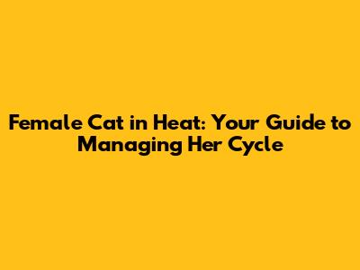 Female Cat in Heat: Your Guide to Managing Her Cycle