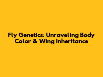 Fly Genetics: Unraveling Body Color & Wing Inheritance