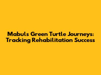 Mabul's Green Turtle Journeys: Tracking Rehabilitation Success