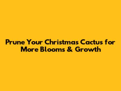 Prune Your Christmas Cactus for More Blooms & Growth