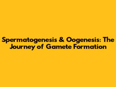 Spermatogenesis & Oogenesis: The Journey of Gamete Formation