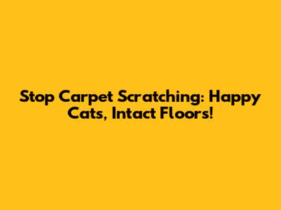 Stop Carpet Scratching: Happy Cats, Intact Floors!